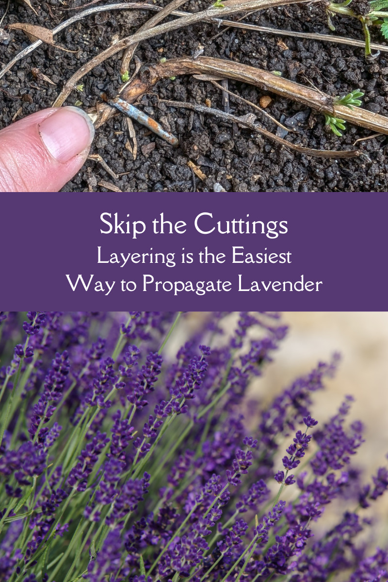 Skip the Cuttings – Layering is the Easiest Way to Propagate Lavender