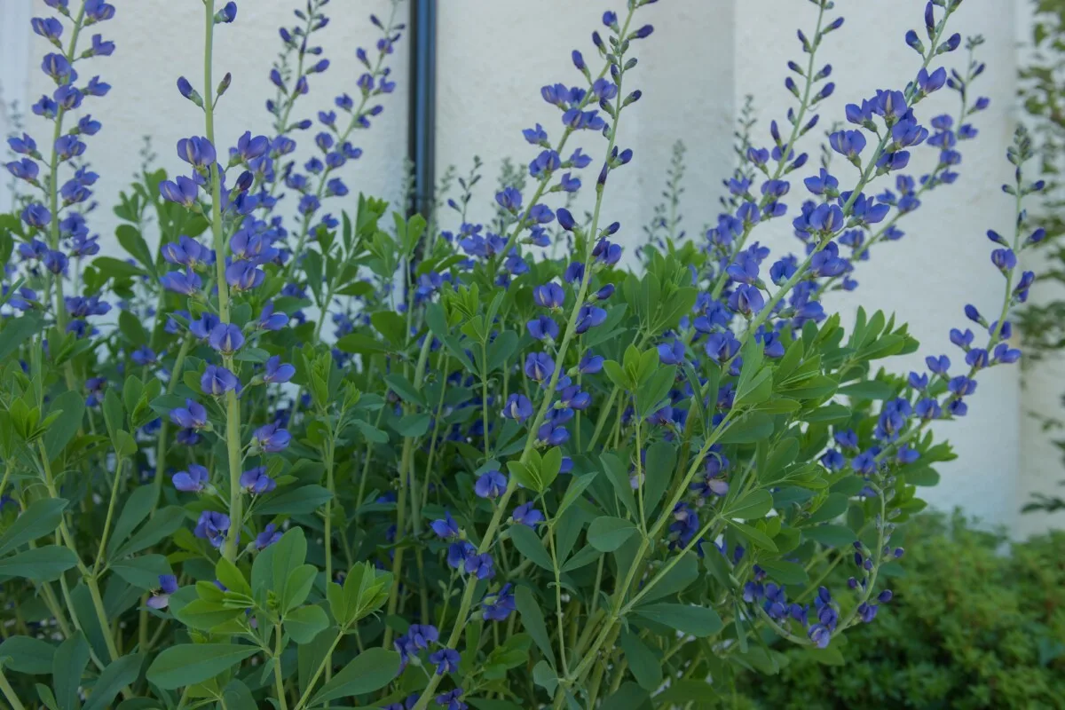 false indigo