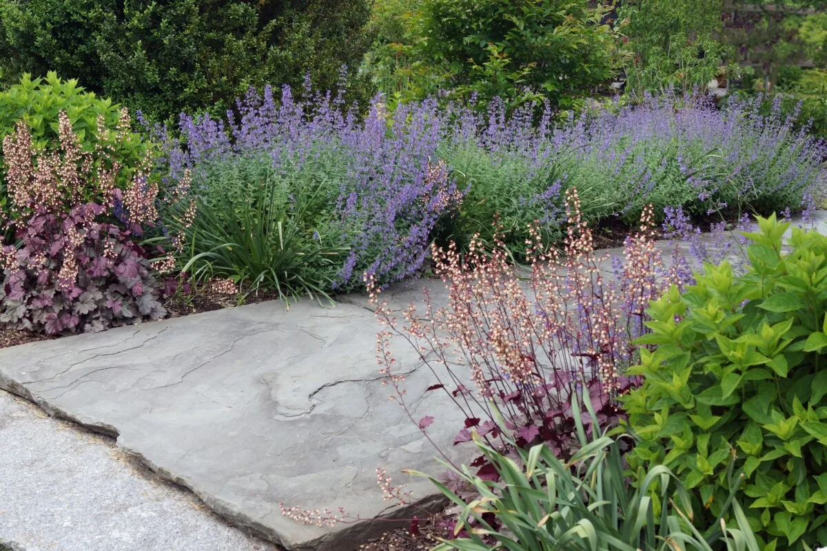 Catmint along a walkway