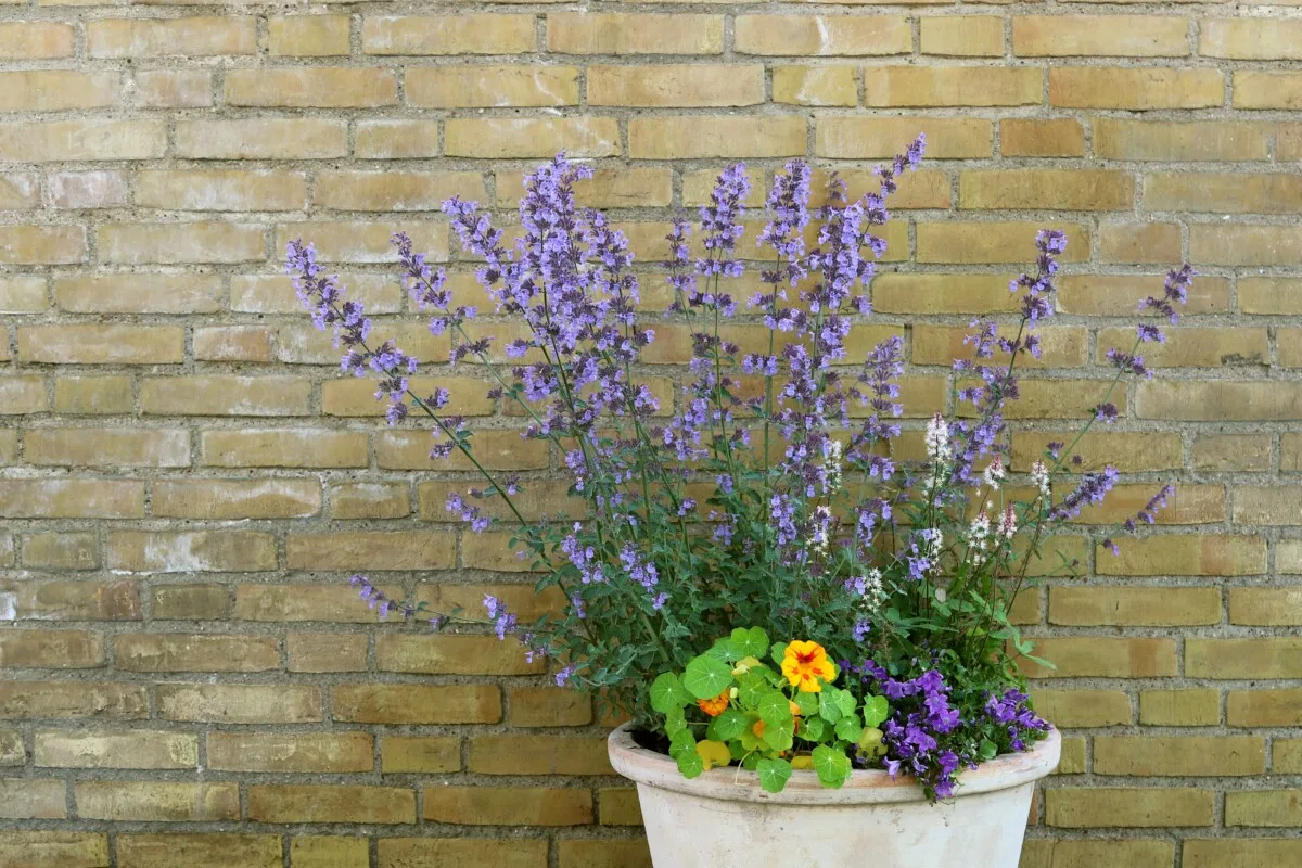 Catmint growing in a planter