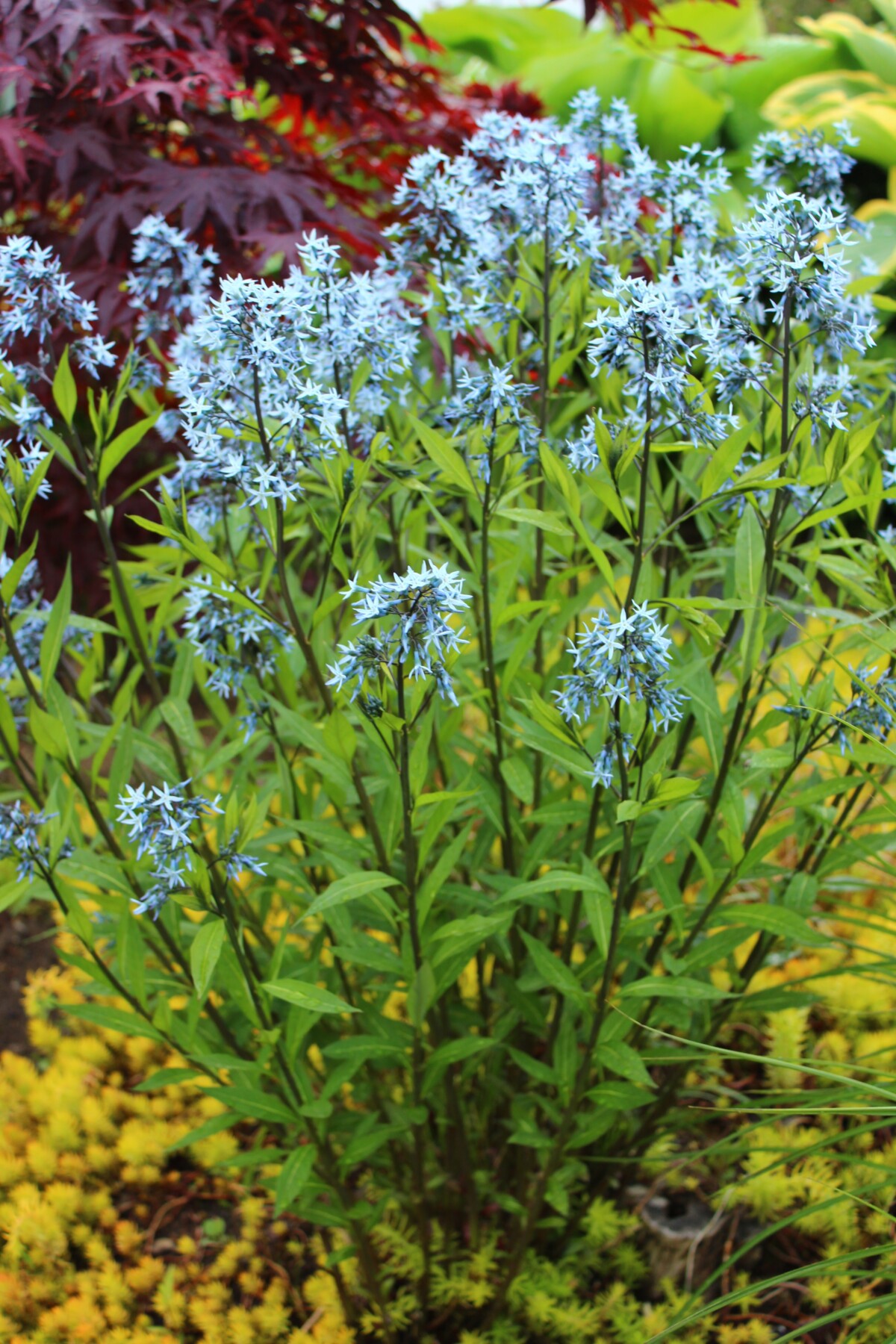 Light blue flowers of bluestar