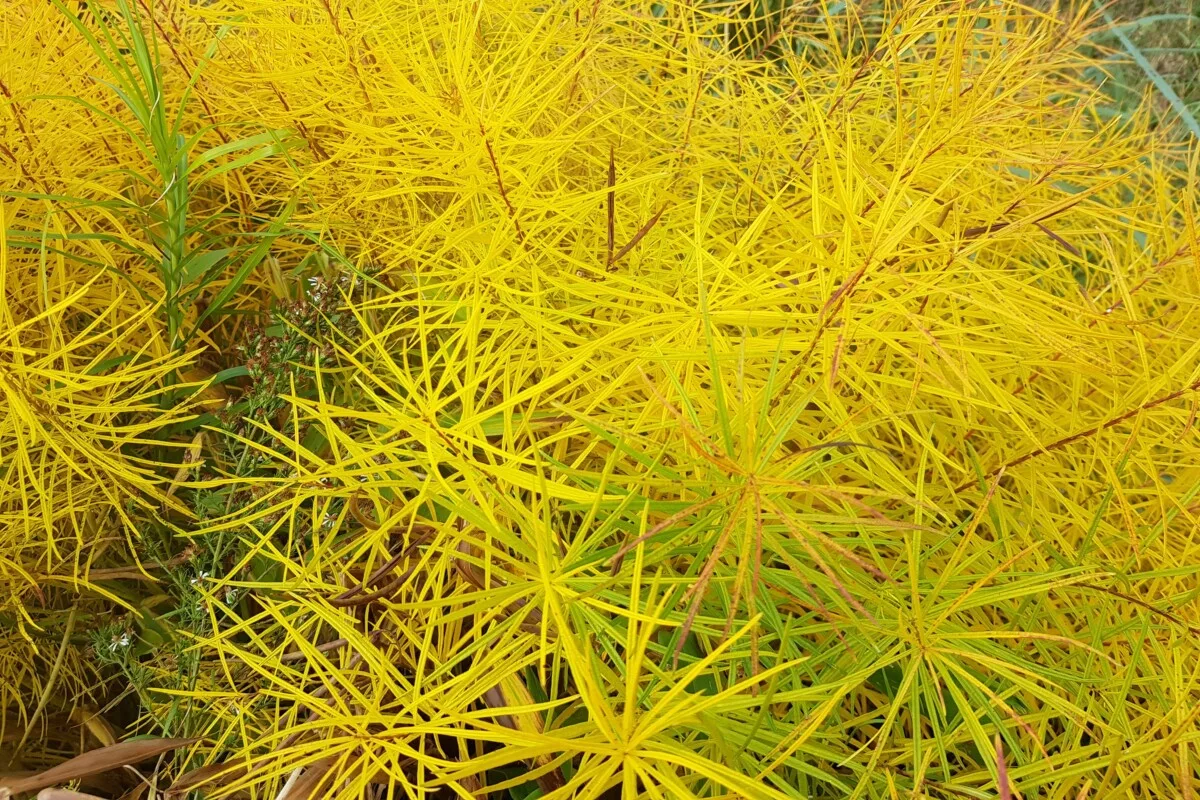 golden foliage of bluestar plant