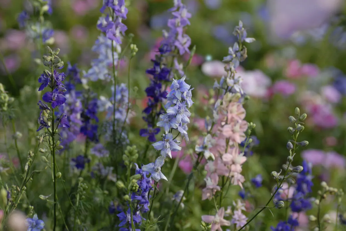 mix of delphinium growing