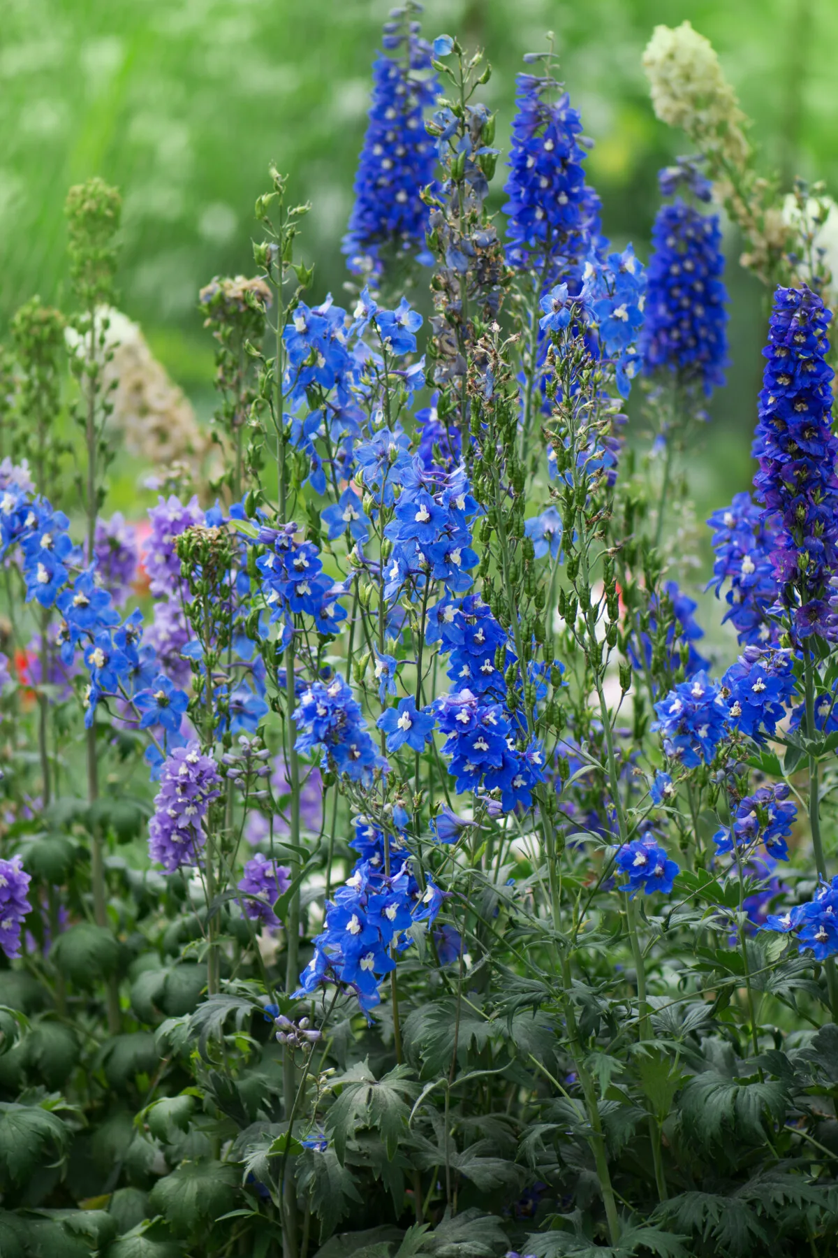 blue delphinium