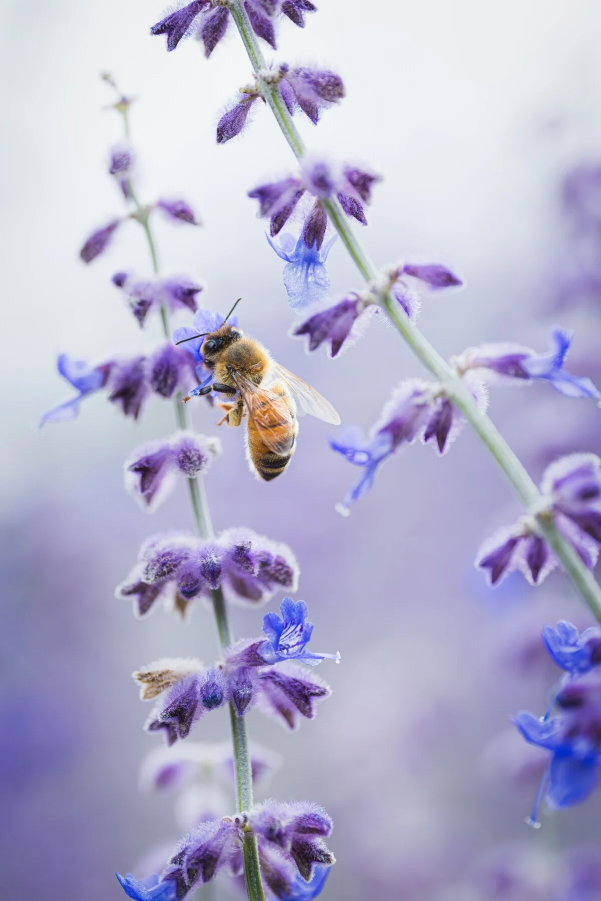 Bee on a Russian sage plant