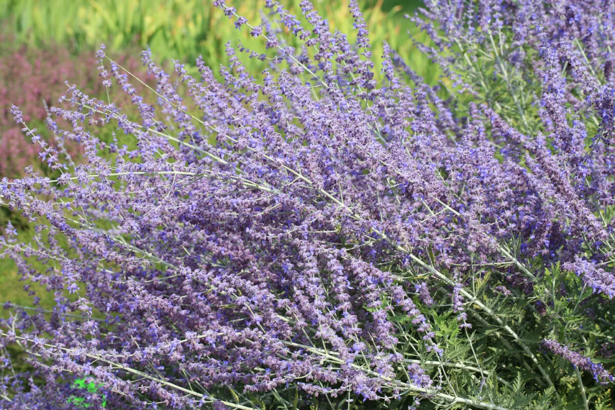 Russian sage plant