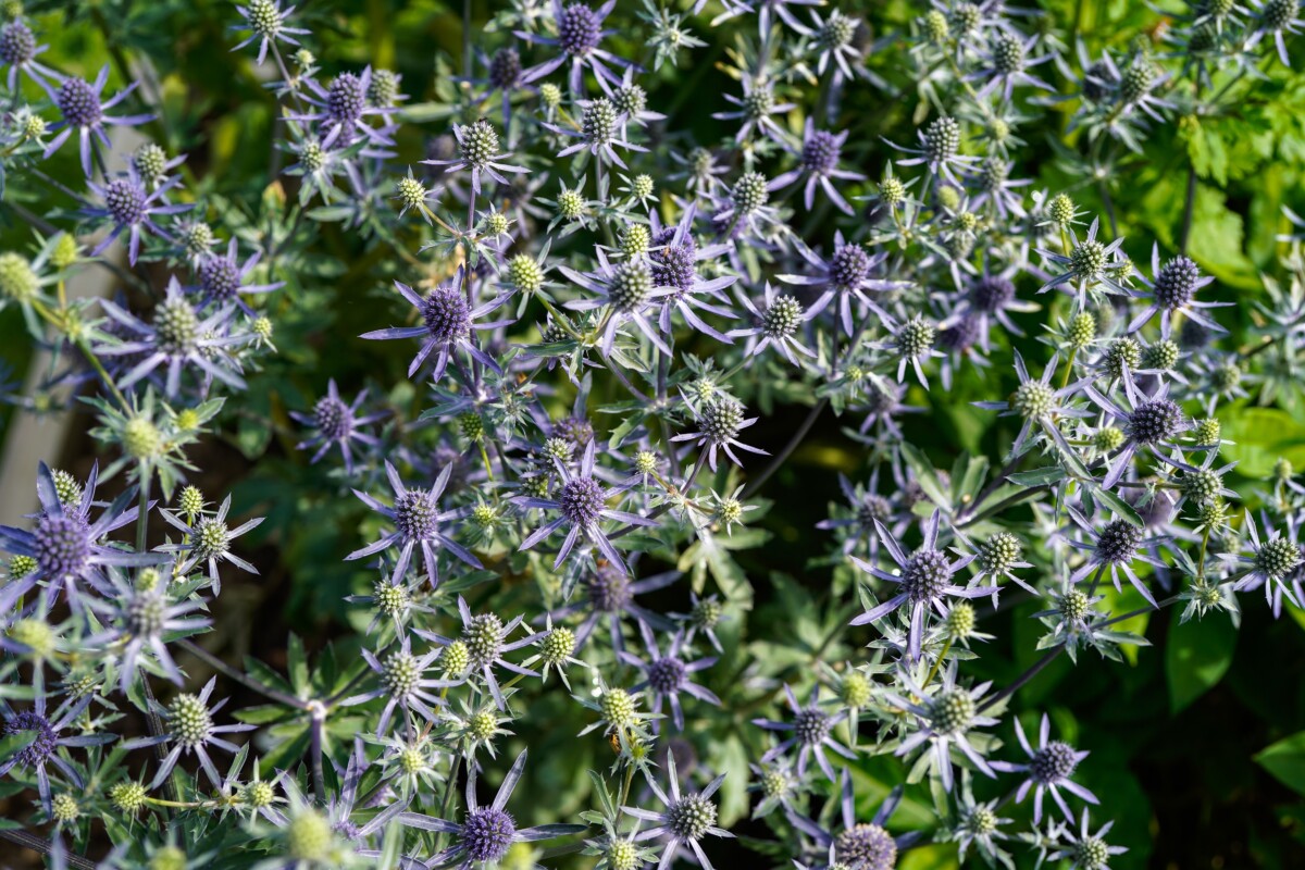 sea holly flowers