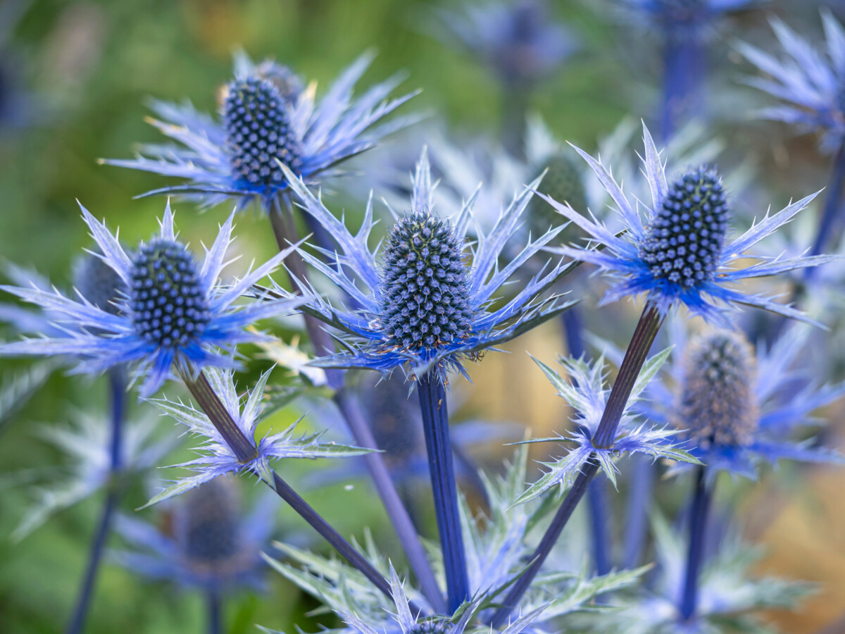 Blue sea holly flowers