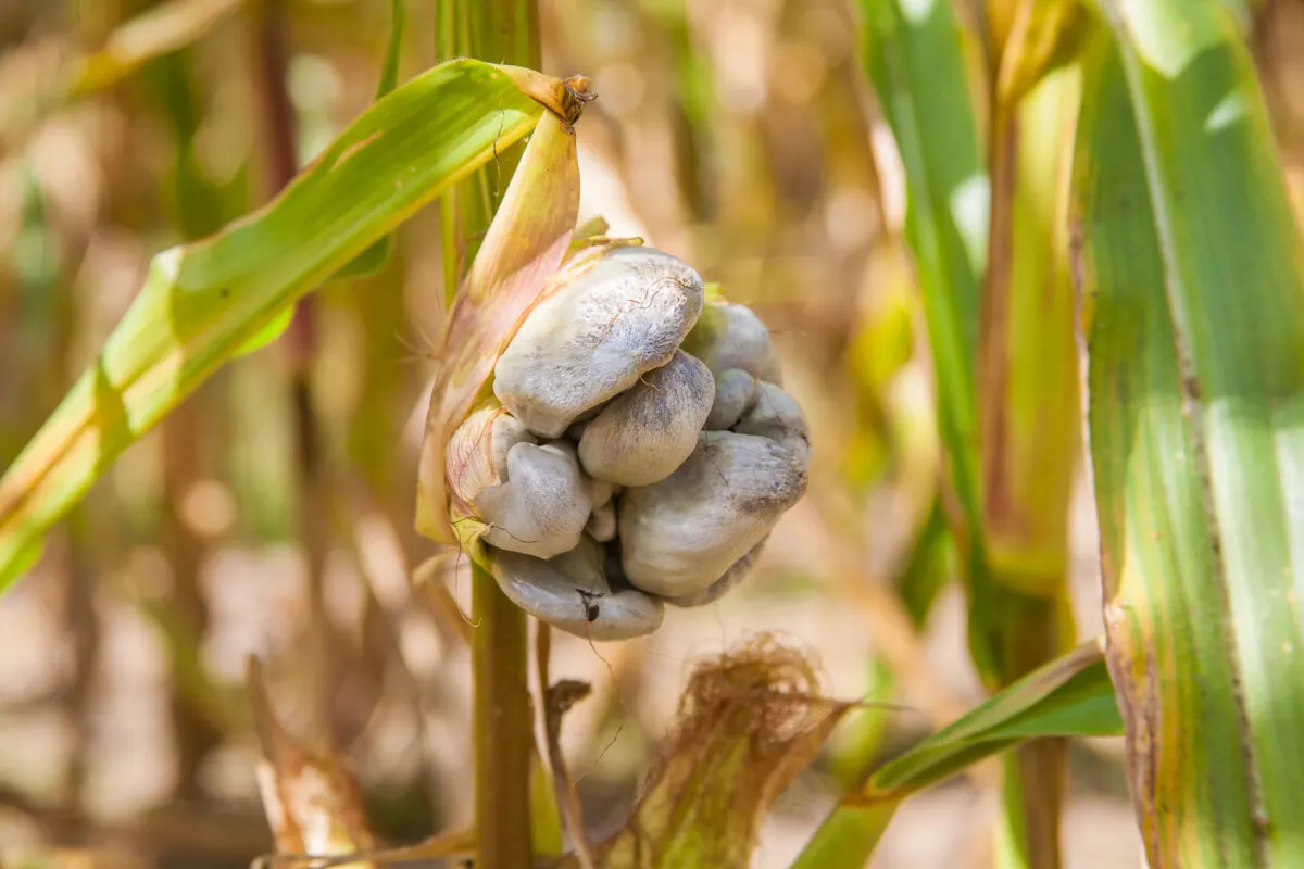 A cluster of corn smut galls