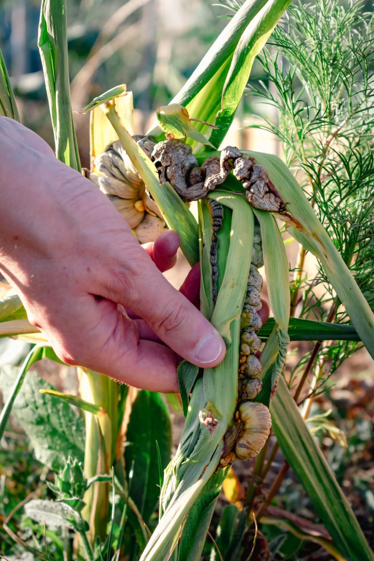 hand holding a corn plant infected with smut