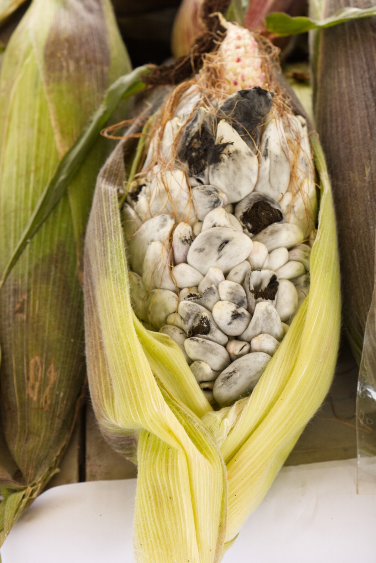 Corn smut, some galls have burst open