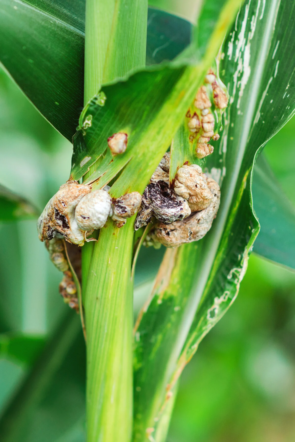 corn smut growing on the stalk of a corn plant