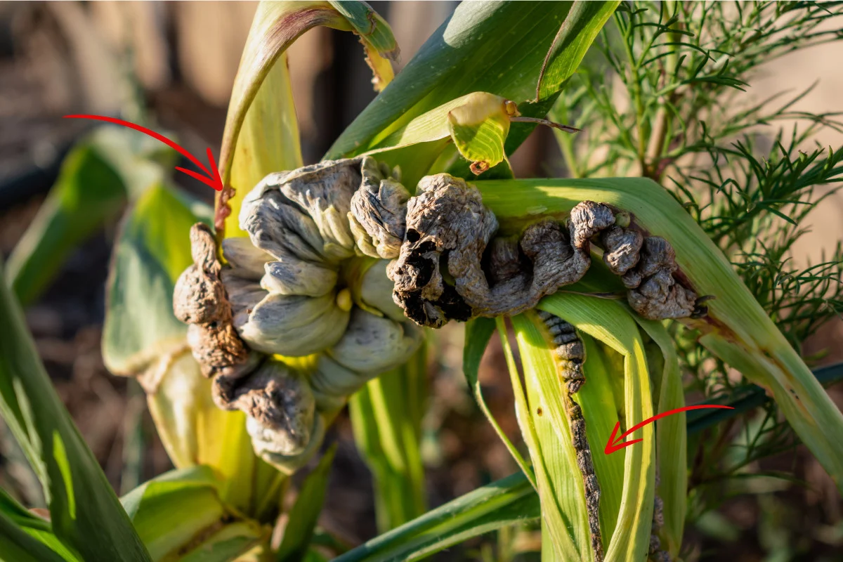 Photo of a corn plant infected with smut, red arrows pointing to galls