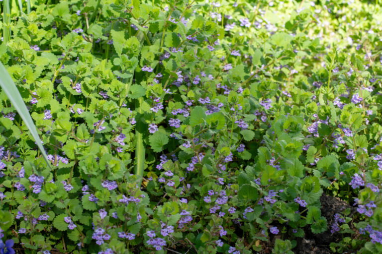 Conquer Creeping Charlie – the Good News & the Bad News about Ground Ivy