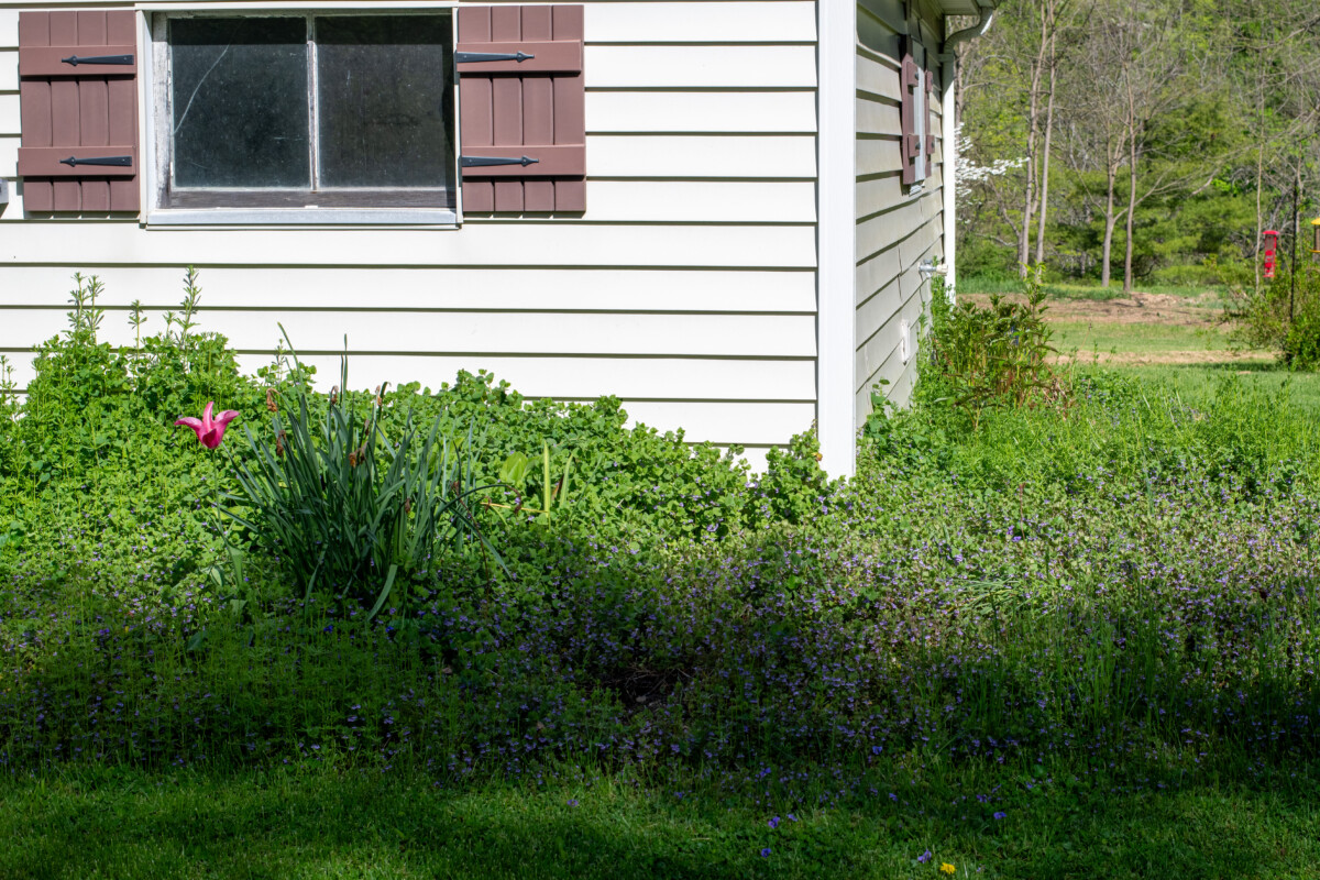 House surrounded by weedy flower beds