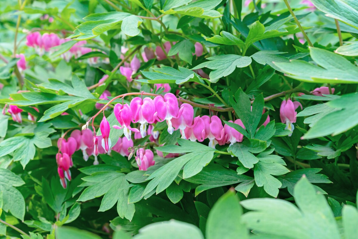 Pink bleeding hearts