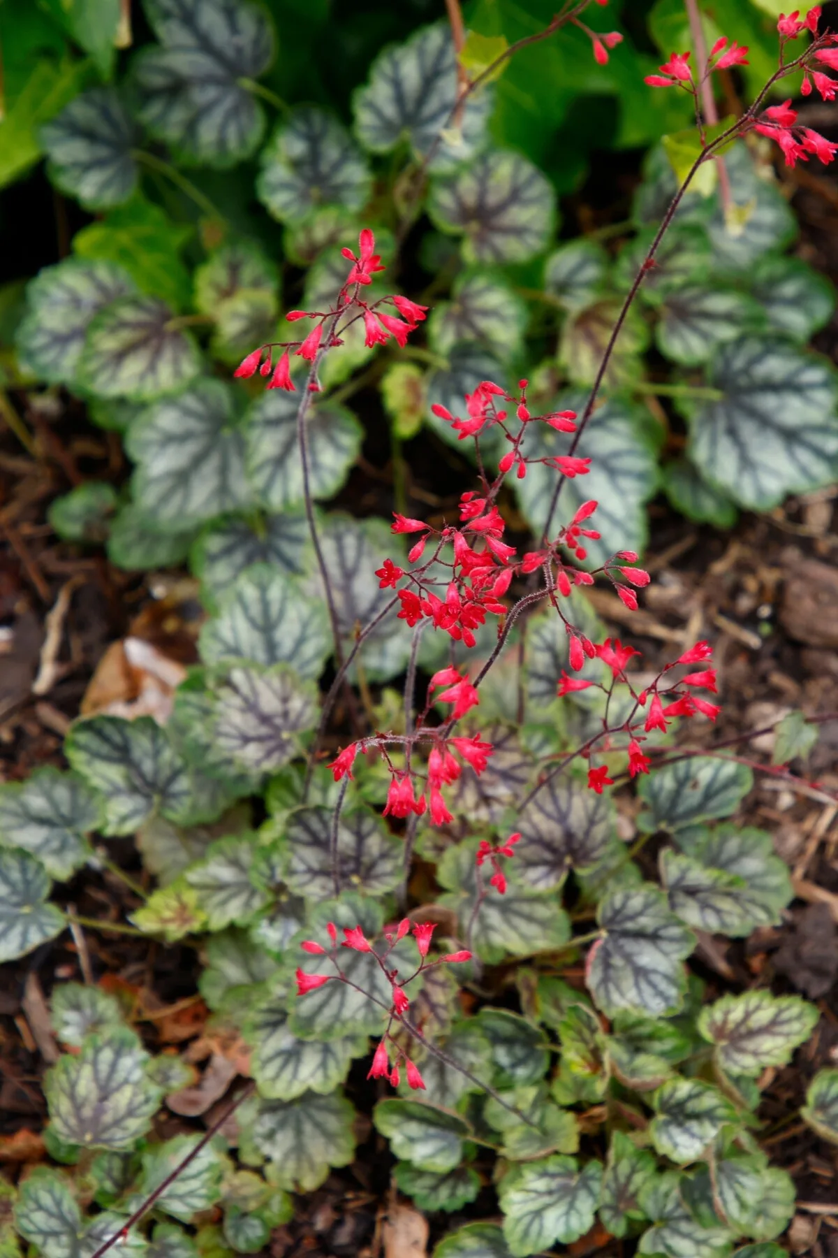 Coral Bells