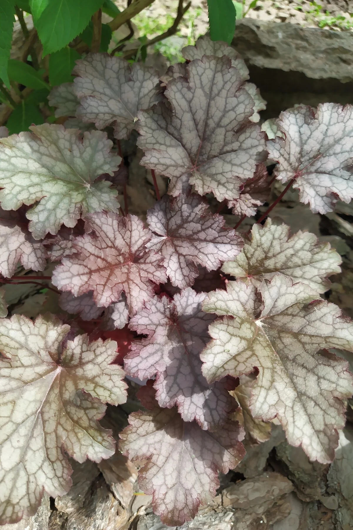 Coral Bells