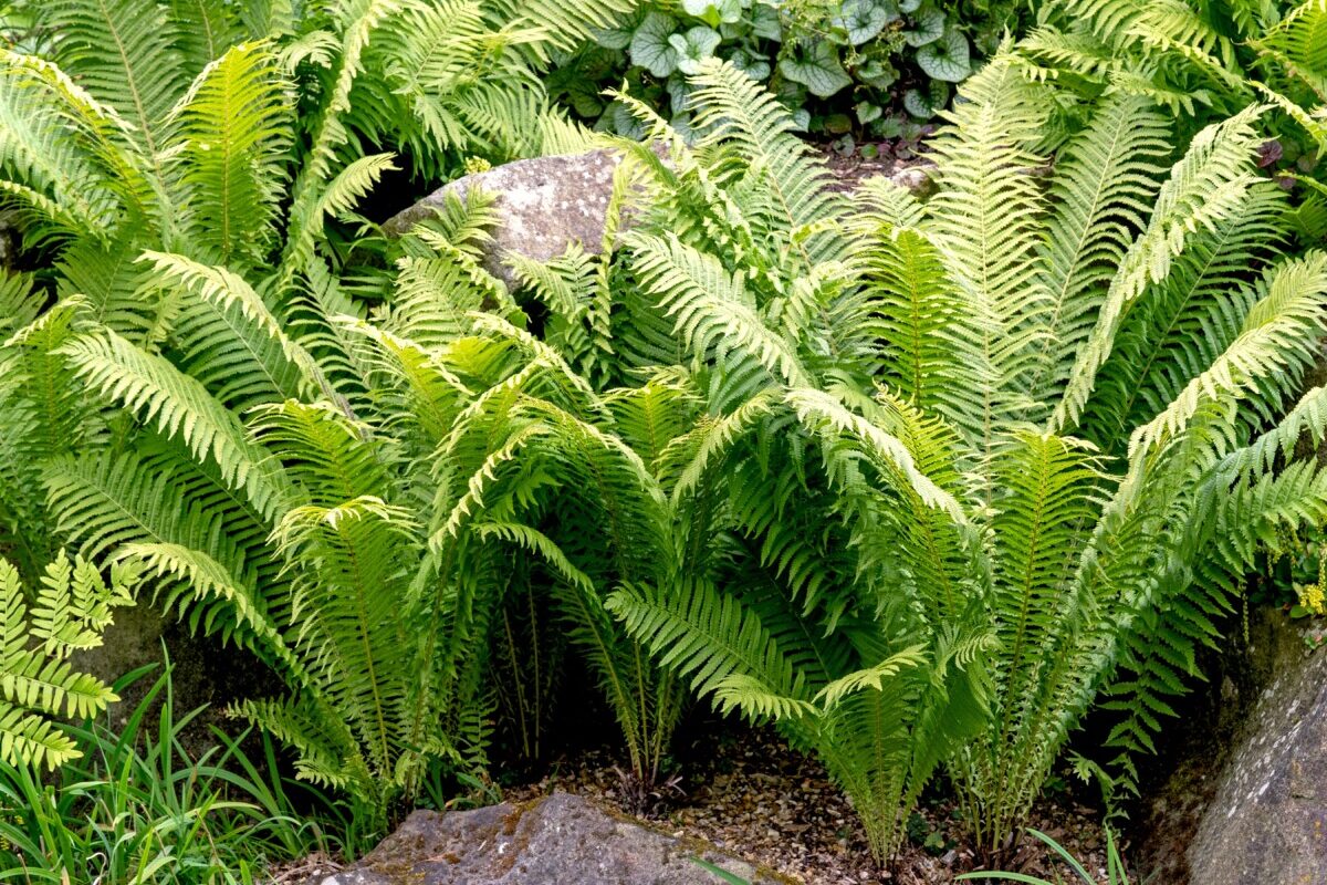 Ferns