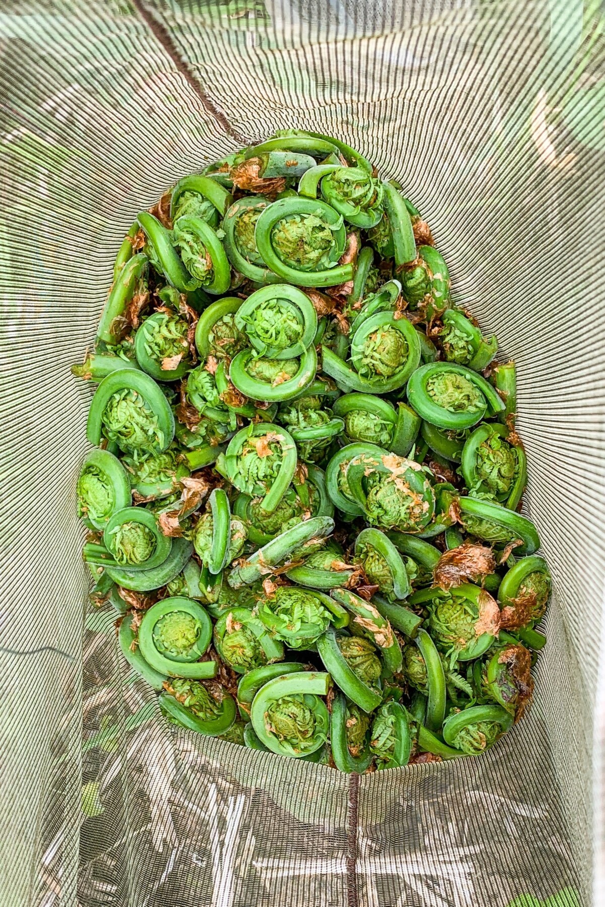 Fiddleheads