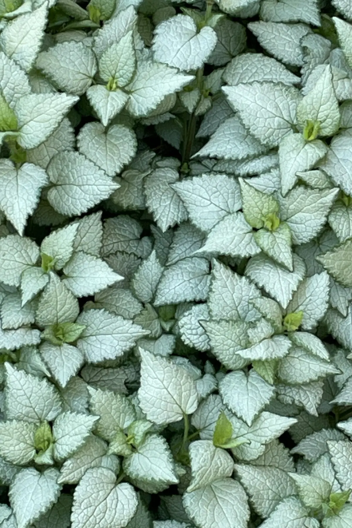 Silver lamium