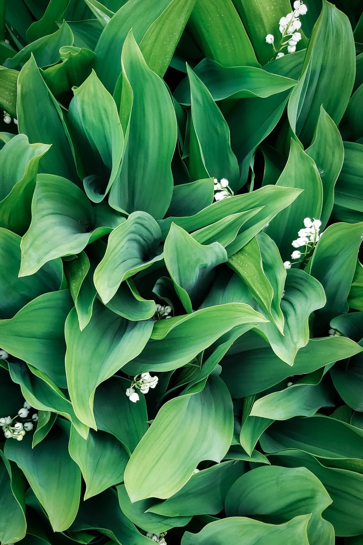 Lily of the valley