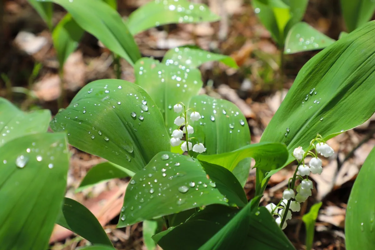 Lily of the valley