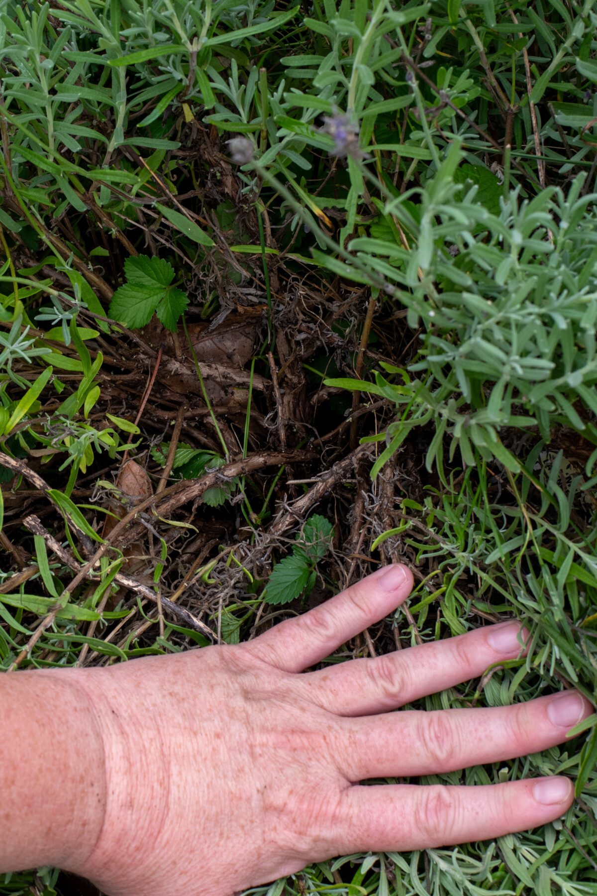 Hand showing the interior of a lavender plant