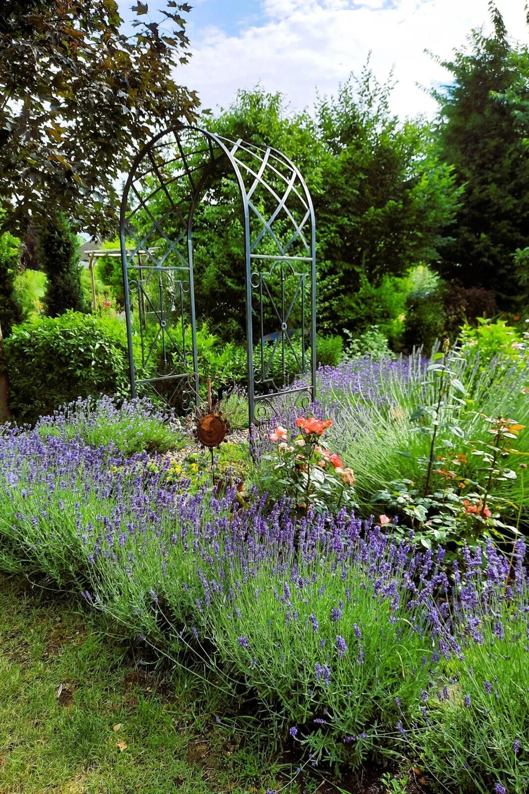 Garden with lavender bushes growing in it