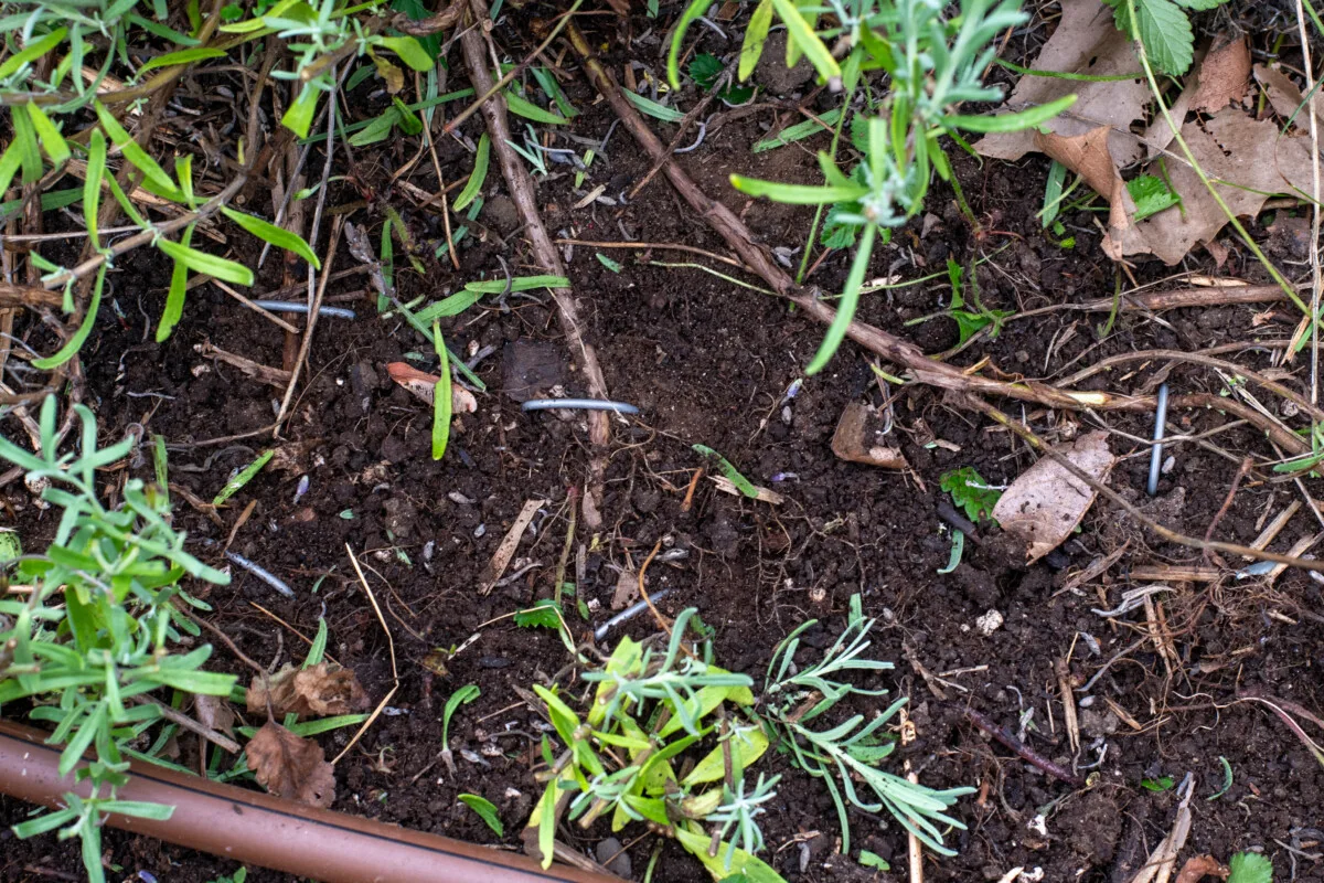 Landscape pins holding down lavender stems