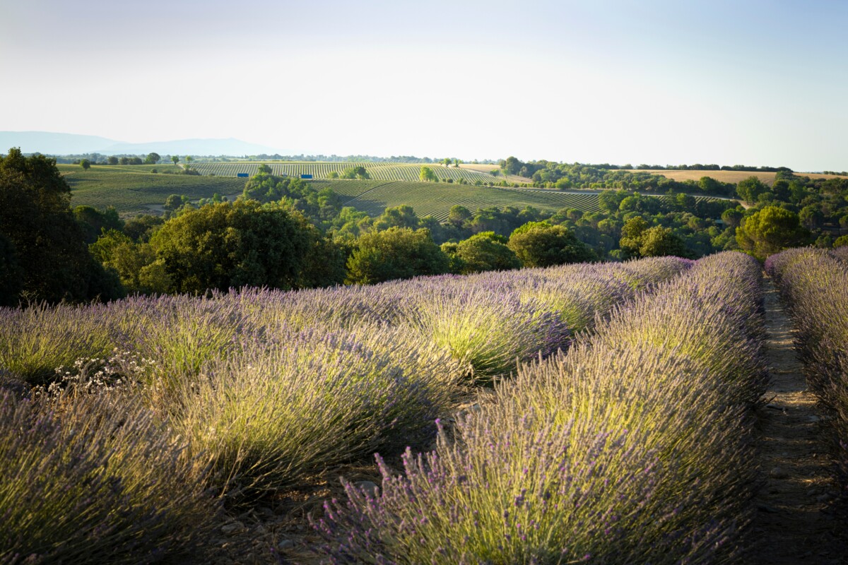 Lavender farm 