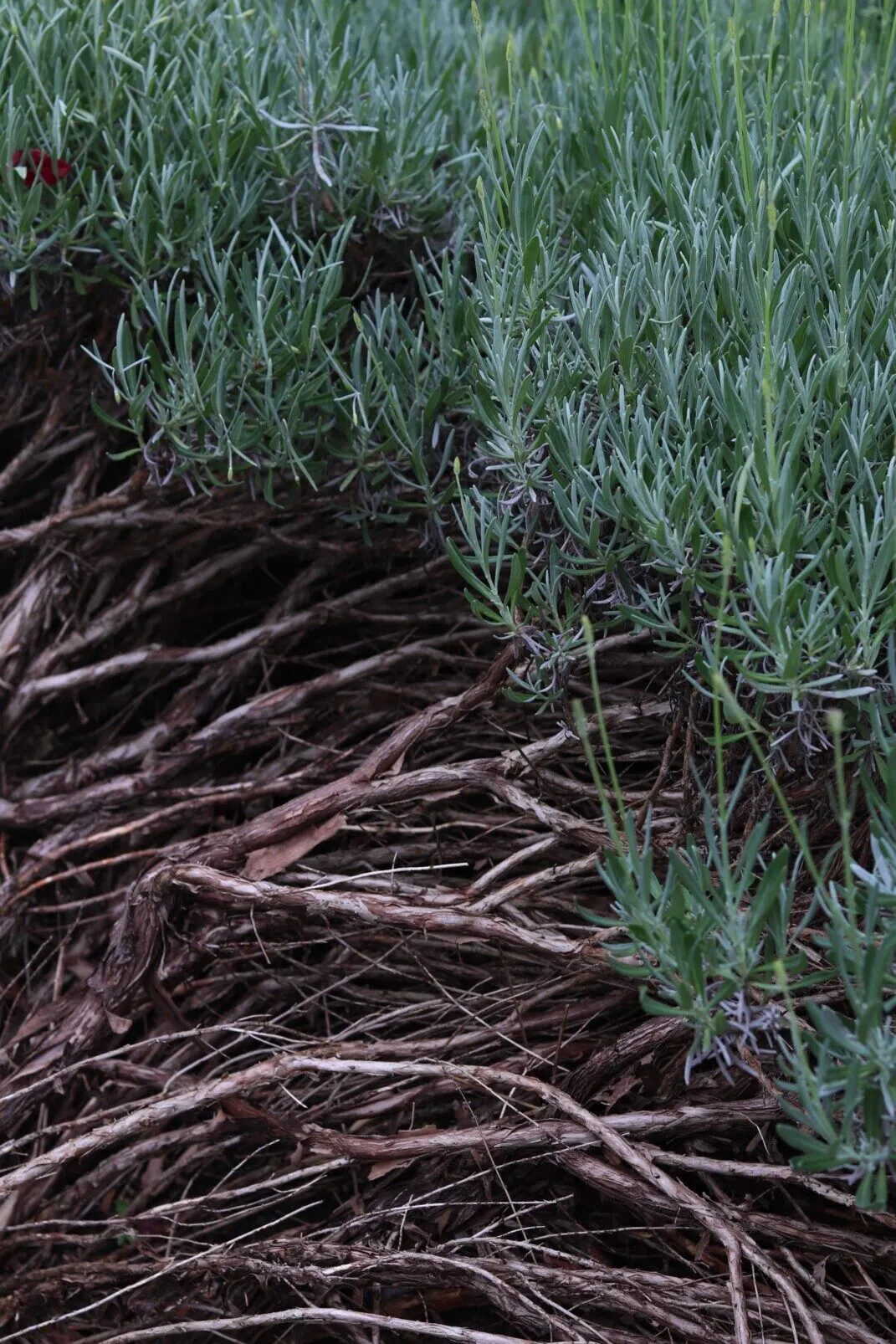 Old, woody lavender stems