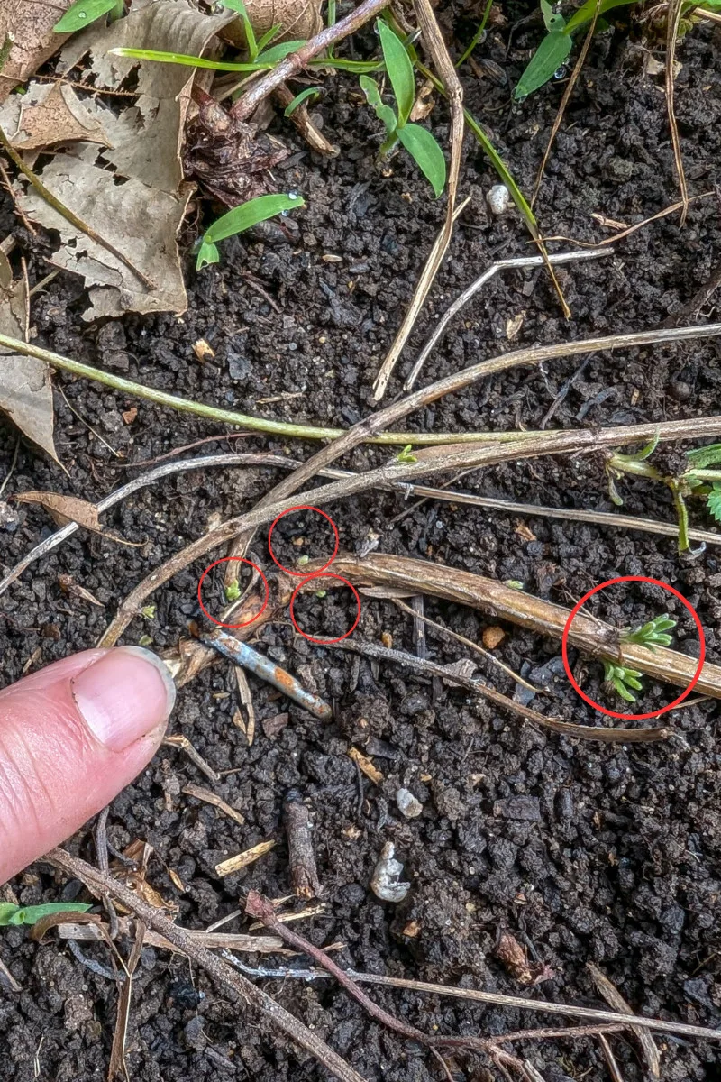 Red circles showing new growth on a stem