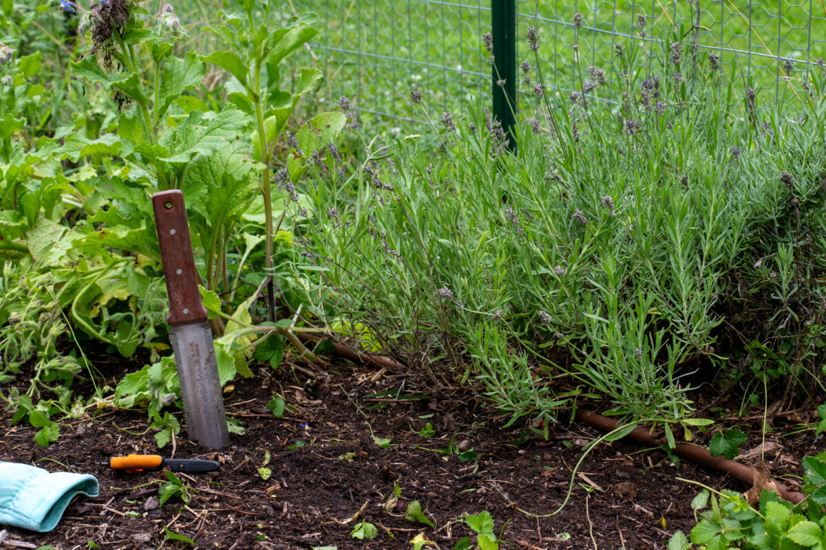 Lavender plant with hori hori knife in the ground