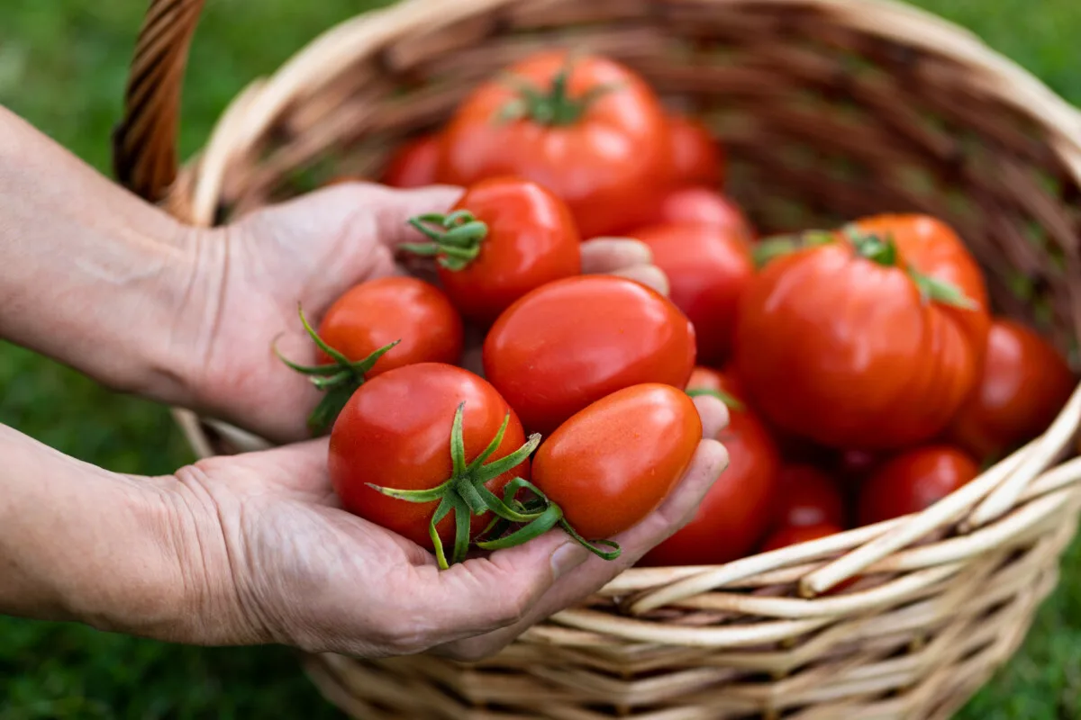 Hand holding tomatoes 