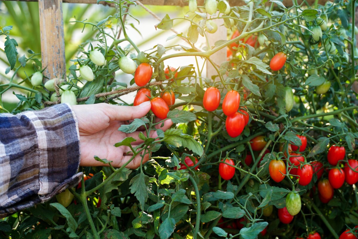 Woman's hand picking a tomato