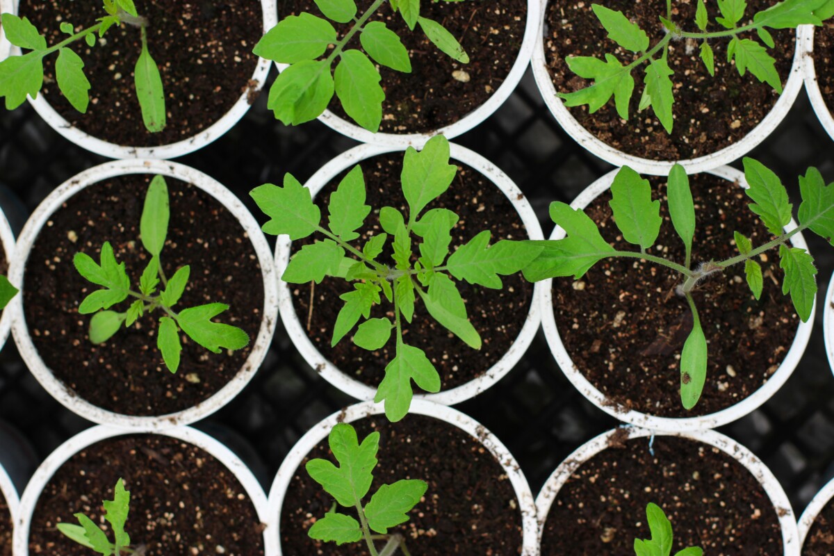 Tomato seedlings in cups