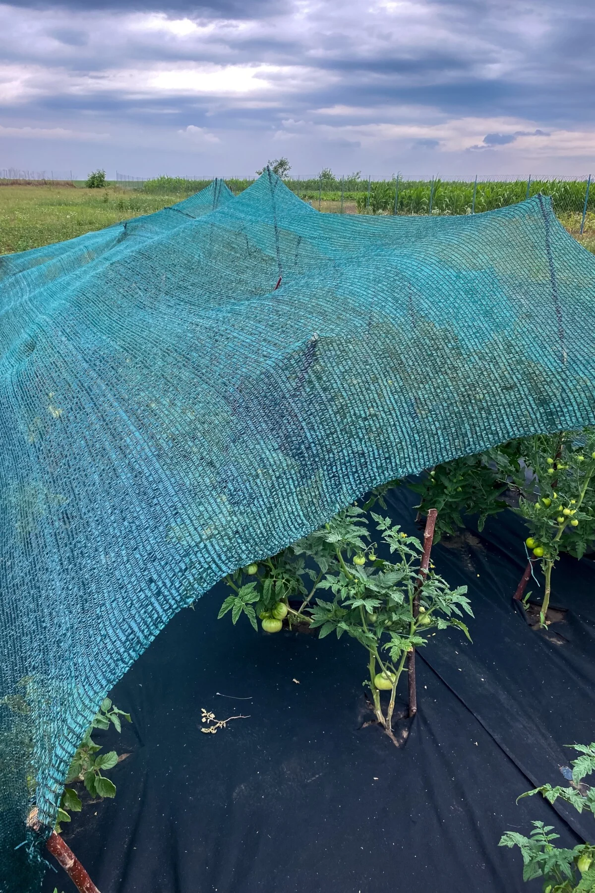 Shaded tomato plants