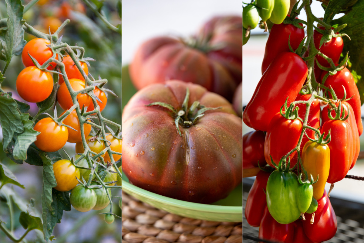 Collage of a variety of tomatoes