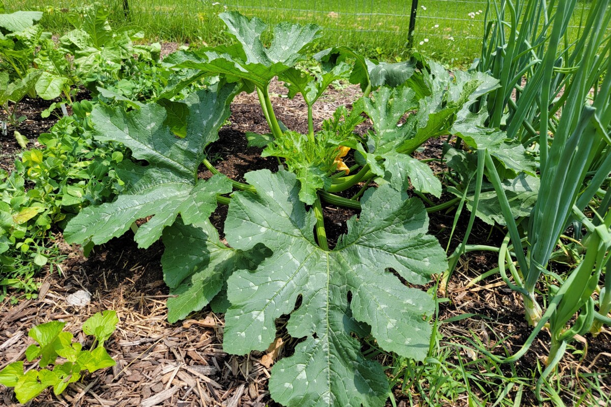 A healthy zucchini plant