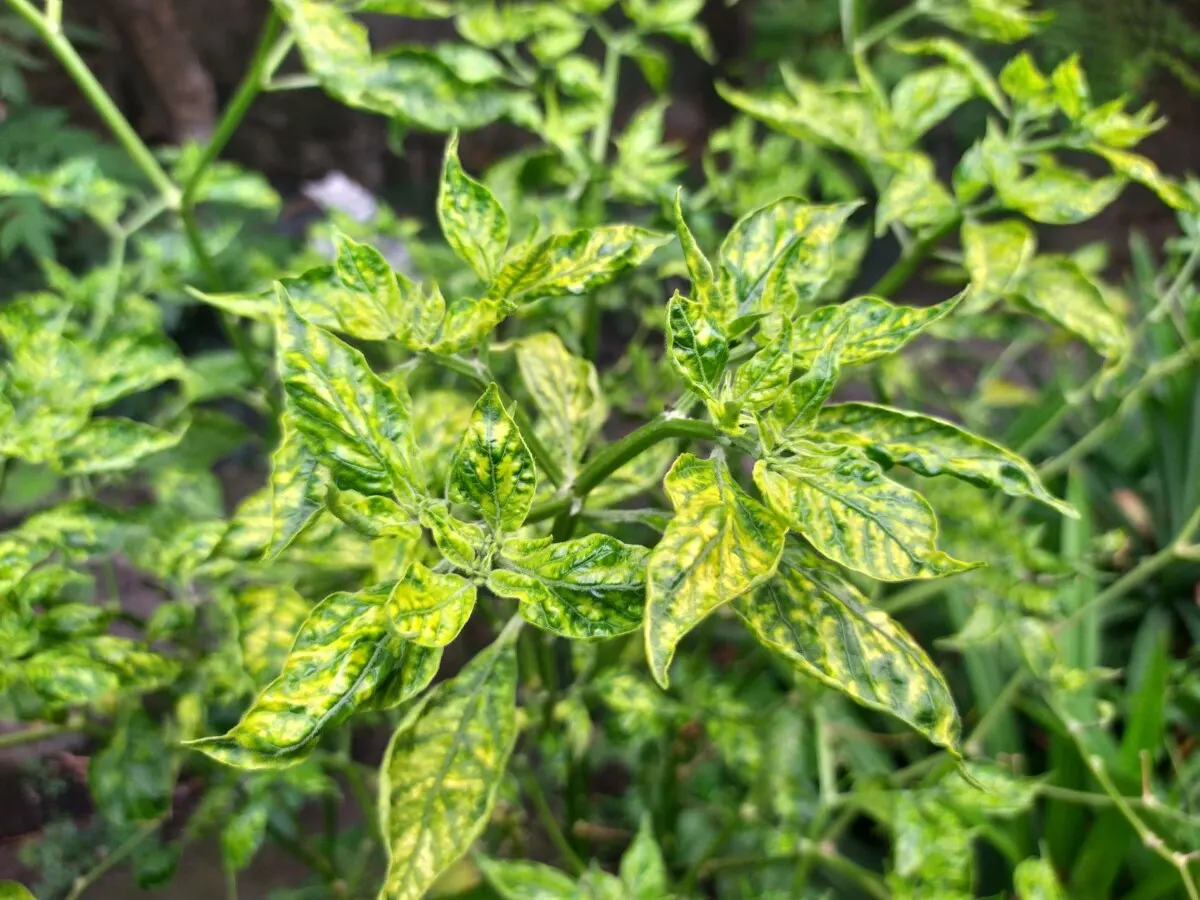 Pepper plant with severe nitrogen deficiency