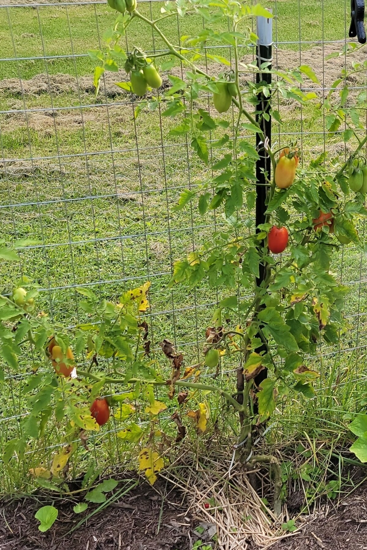 Older tomato plant with yellow leaves at the bottom