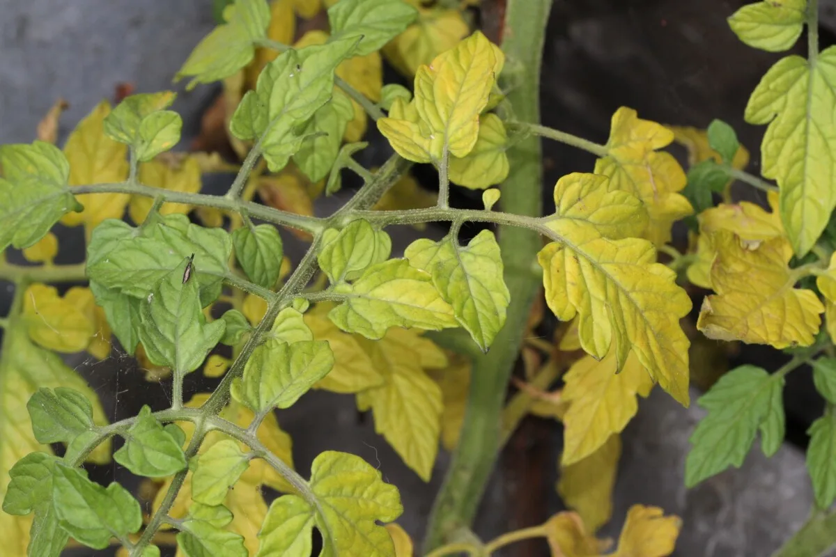 Tomato plant with yellowed leaves