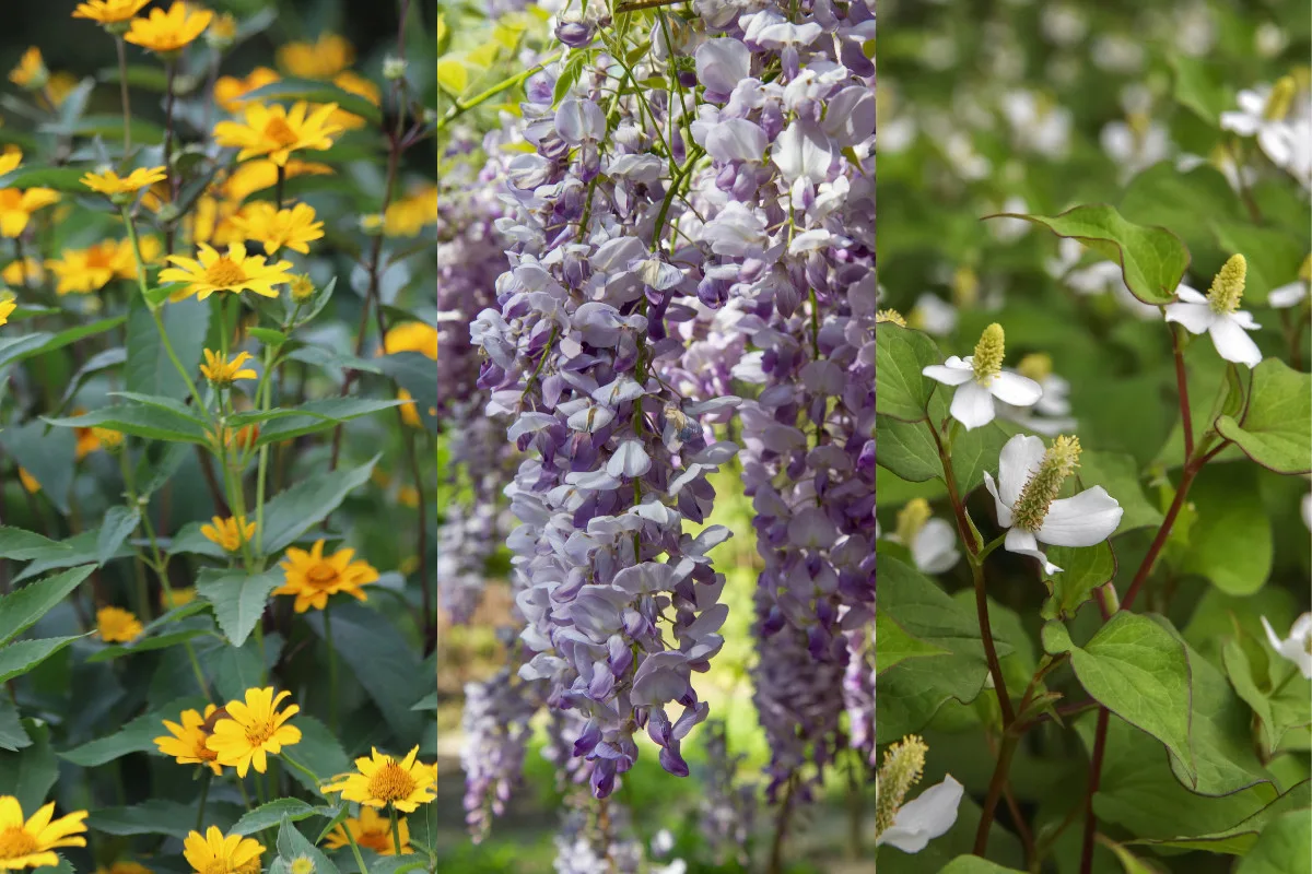 collage of flowers