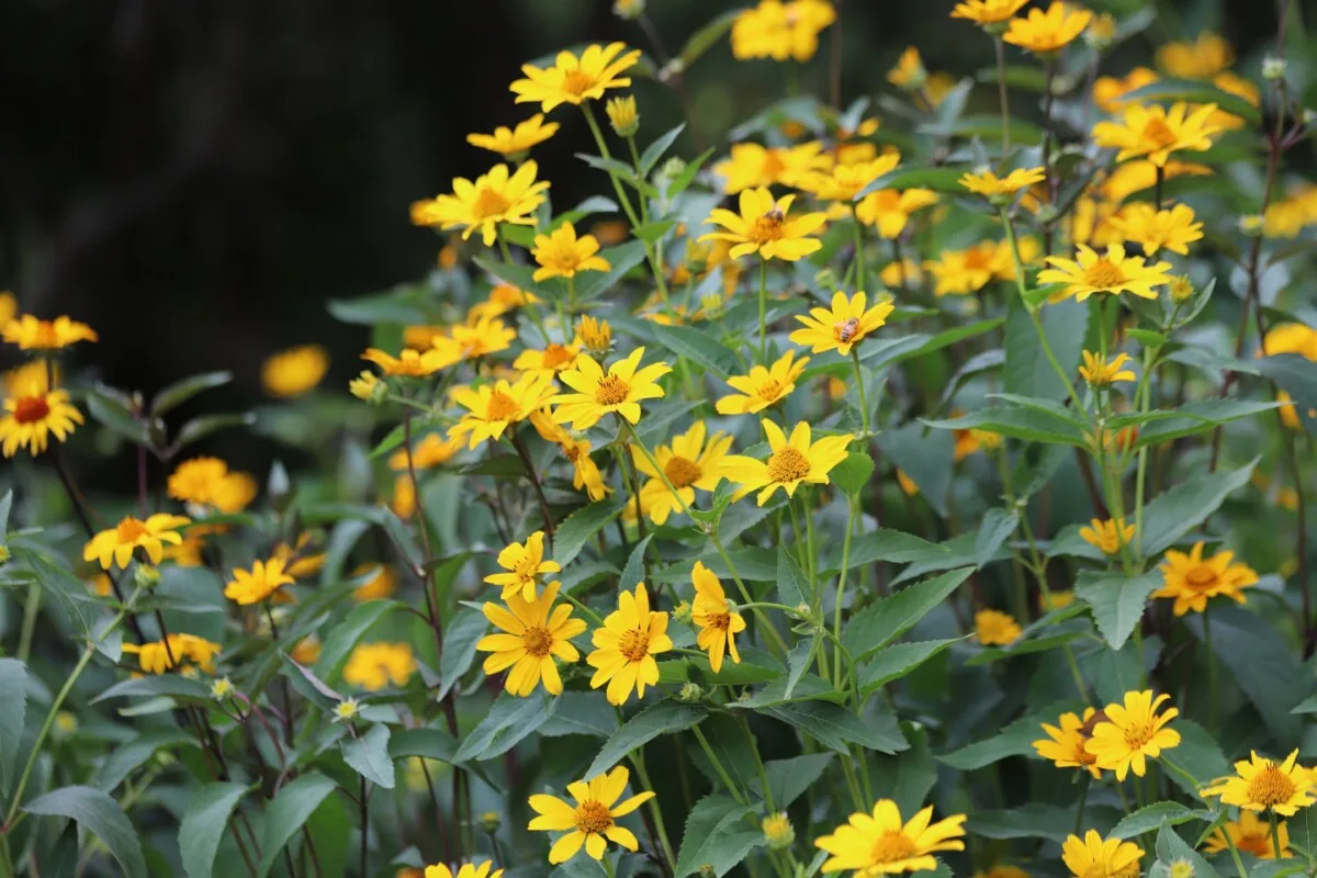 sunchoke flowers