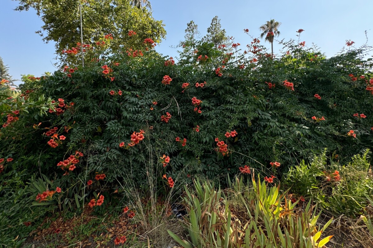 trumpet vine