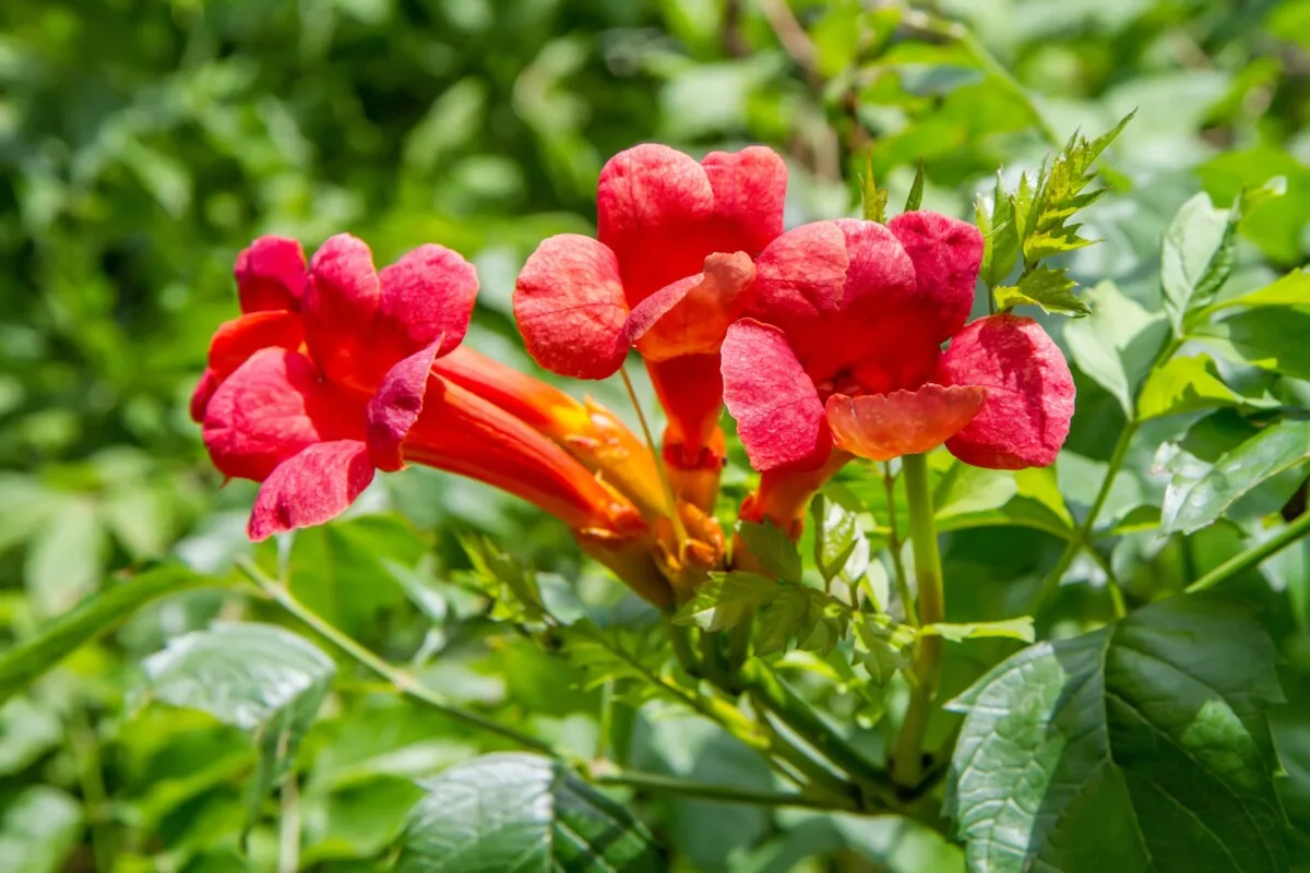 trumpet vine flowers