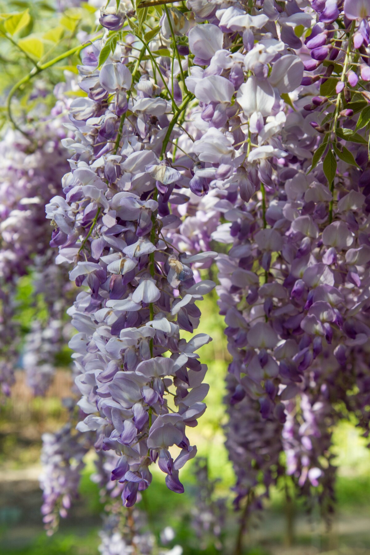 wisteria