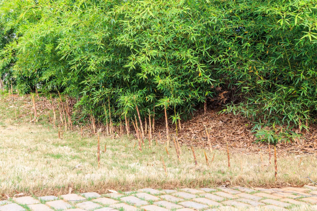 Stand of bamboo with new roots