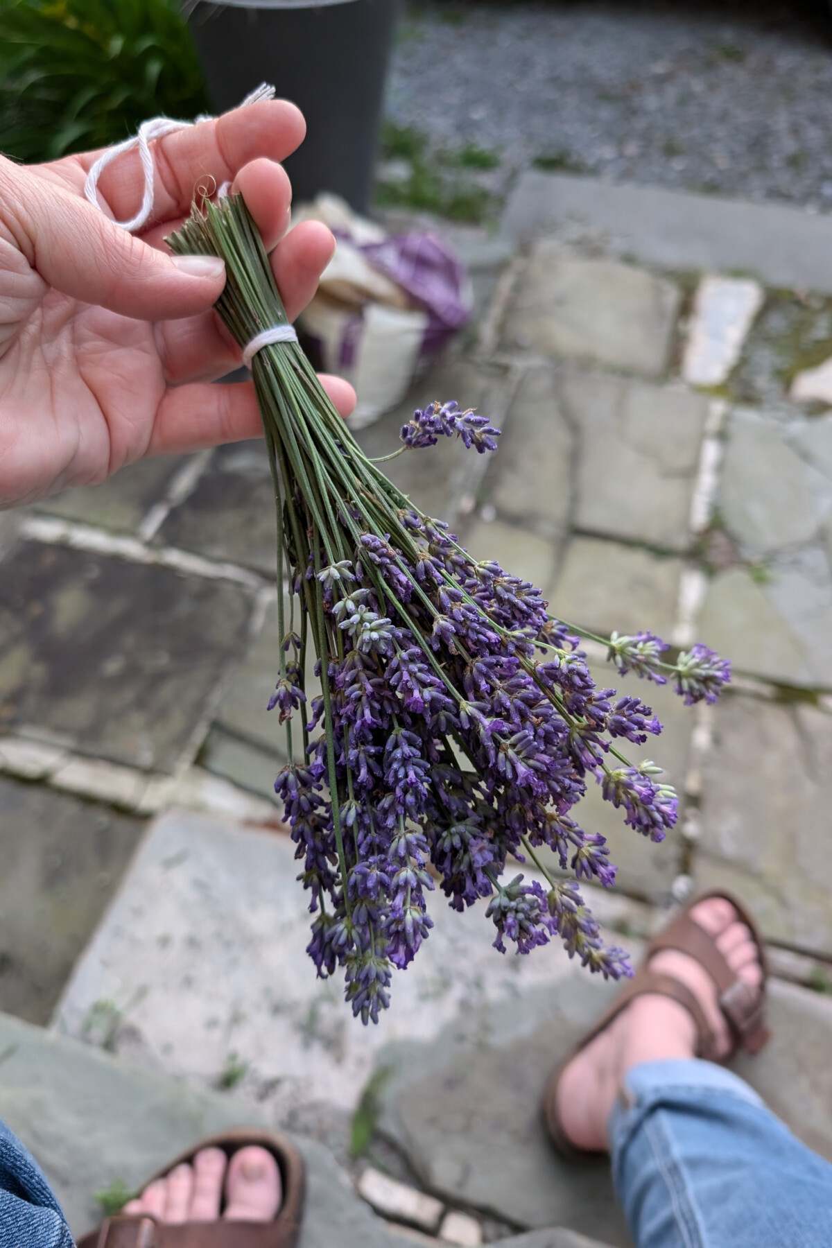 Woman's hand holding a bundle of fresh lavender
